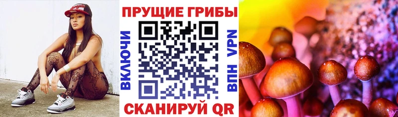 hydra вход Отрадная Галлюциногенные грибы Psilocybe